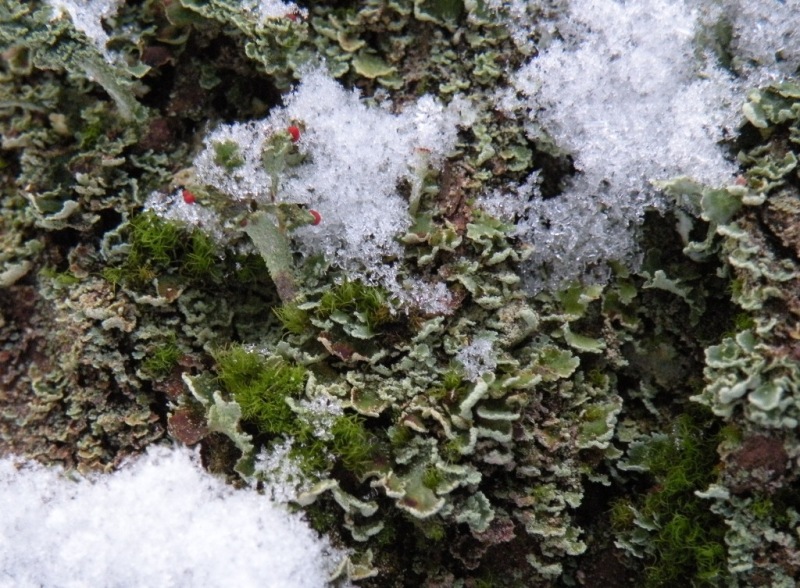 Cladonia sotto la neve